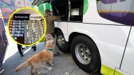 Detectan gran contrabando de billetes: 30 millones de pesos y miles de dólares estaban escondidos en un bus desde Bolivia