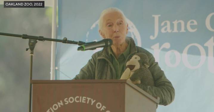 Reflecting on Jane Goodall’s impact on the Bay Area
