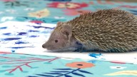 Virginia Aquarium animals create art for fundraiser