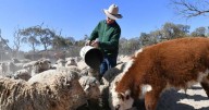 NZ's bold pledge to reduce methane emissions by 2050