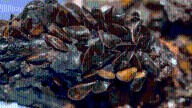 72 boats with invasive species intercepted before entering Lake Tahoe