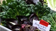 SNAP funding risk worries Savannah farmers and low