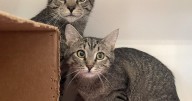 Guilford County Animal Services pauses cat intakes