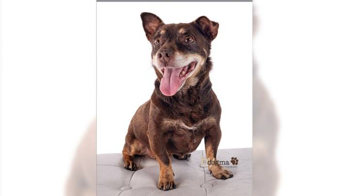 Chihuahua-Dachshund mix Jason loves life – and maybe you – Orange County Register