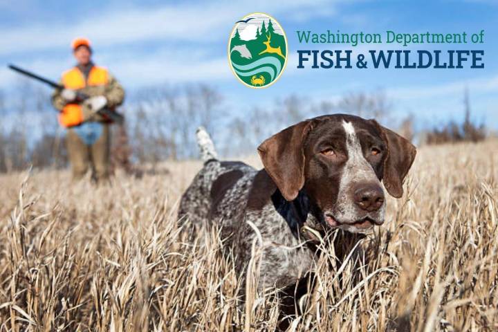 WDFW Seeks Input for 2027-29 Hunting Cycle