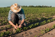 La administración de Trump prepara paquete de ayuda de $10,000 millones para agricultores