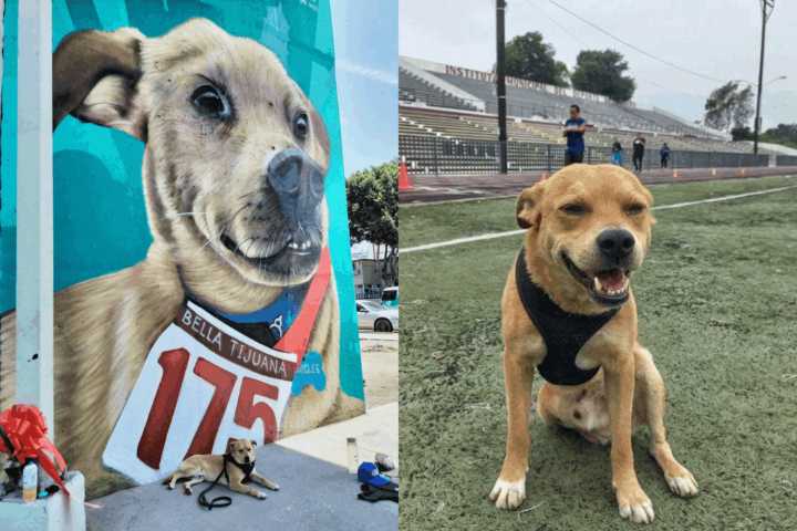 Adiós a “Chicles”: el perro corredor que inspiró a Tijuana, fue víctima de envenenamiento