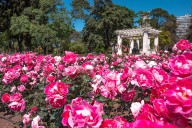 Un espectáculo natural. Cuándo y dónde disfrutar de la floración de 8000 rosas de 93 especies diferentes