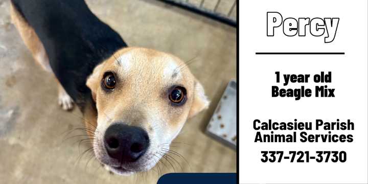 Calcasieu shelter dogs hoping to be your forever friend for Halloween