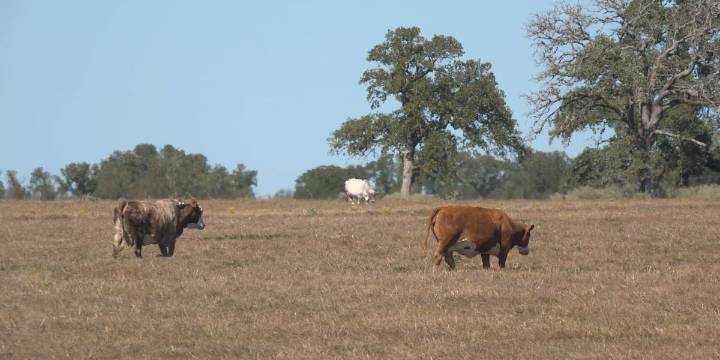 Brazos Valley authorities addressing increase in cattle theft reports