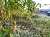 Desconocidos cortan plantas de maíz y calabaza en el coamil Federalismo