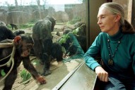 Chimpanzee expert Jane Goodall dies aged 91 on speaking tour of United States