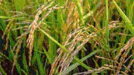 Govt lifts export ban on de-oiled rice bran