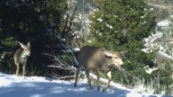 SNAPPED: Fatigued mule deer on their 75-mile migration journey