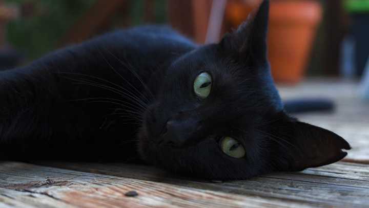 La razón por la que esta ciudad catalana prohíbe adoptar gatos negros hasta después de Halloween