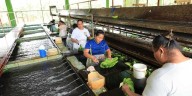 Perjudica el clima la exportación de plátano