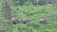 Why do elephants face a jumbo challenge?