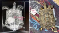 Turtle treated for 'baseball-sized' bladder stone at Mass. animal hospital
