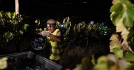 In Portugal, the cool of the night is when some vineyards harvest grapes