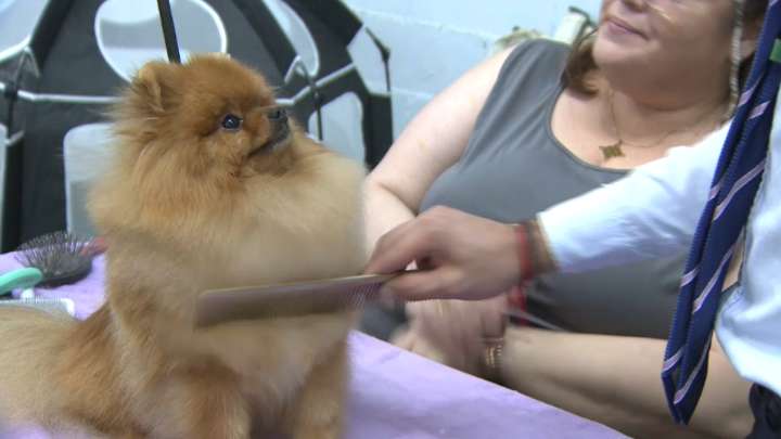 Los ladridos con más glamour se pasean por Mérida More