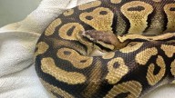Python found at Caifornia In-N-Out reunited with owners 40 miles away