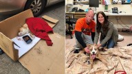 Pennsylvania Rescue Team Finds Paralyzed Pittie In Trash Bag And Unites Him With A Loving Family