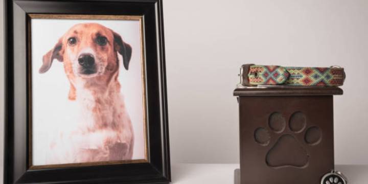 Qué hacer si tu mascota muere y está registrada en el RUAC