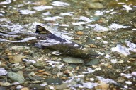 How and where to safely spot Island salmon coming home to spawn