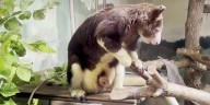 Matschie's tree kangaroo born at Lincoln Children's Zoo