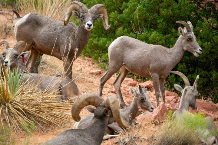 Applications for Utah's 'most prized' hunting permits open Oct. 28