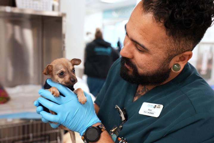 California addresses veterinarian shortage, expands scope of veterinary staff 