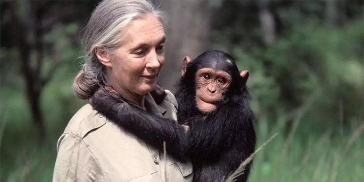Fallece Jane Goodall a los 91 años: pionera en el estudio de chimpancés y defensora de los animales