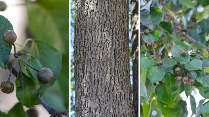 Is this invasive tree on your property? The state will replace it for free.