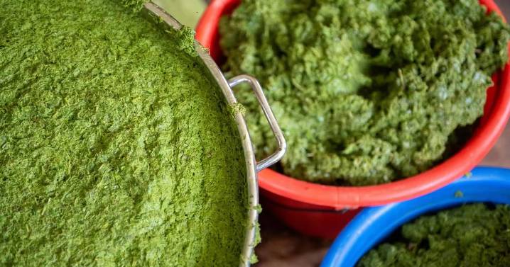 Cómo un narcótico tradicional se transforma en una bebida de moda