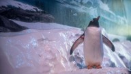 Sea Life boss challenged to 'swap places' with penguins 'trapped in basement' of aquarium