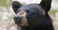 Officials killed wrong bear after Missouri man's mauling
