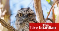 Australia’s favourite bird named