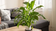 Why Beautiful Green Flowers On A Peace Lily Isn't What You Want