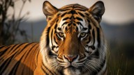 Second Tiger Attack In Mysuru: Villagers Panic After Cattle Herder Killed Near Mullur