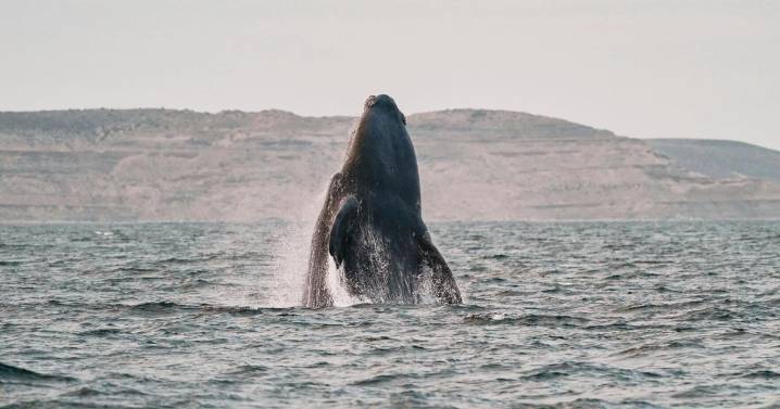 Southern right whales awe admirers in Patagonia after coming back from brink of extinction