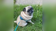 Butler man who killed pug of woman he met on dating app sentenced