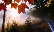 Leaf-peeping season hampered by drought: Fall foliage dropping sooner, showing less color