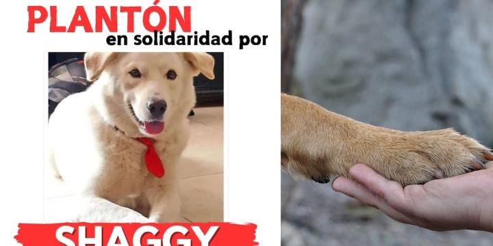 Grave caso de abuso sexual y físico contra un perro husky en Santander: hicieron un plantón para pedir justicia