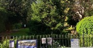 Giant 50ft Christmas tree goes up in Clifton