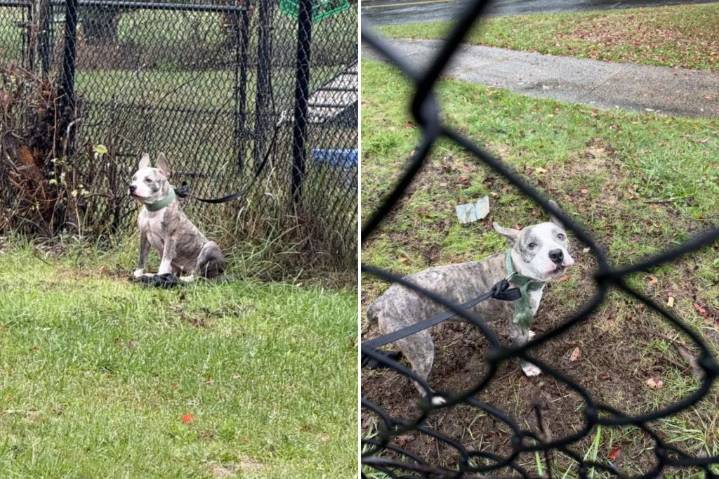 Connecticut pup abandoned, tied to fence during heavy nor'easter downpours