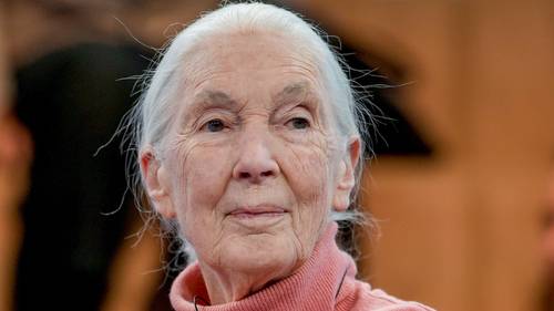 Famed primatologist Jane Goodall dead at 91