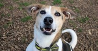 Meet neglected dog Bagel who has spent more than two years waiting for forever home