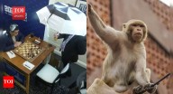 As India readies to host Chess World Cup, Nationals witness monkey invasion, power cuts and leaking tents