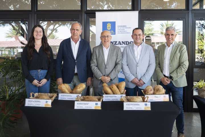 La VII Feria de la Papa de Gran Canaria expondrá la excelencia de este producto en Teror
