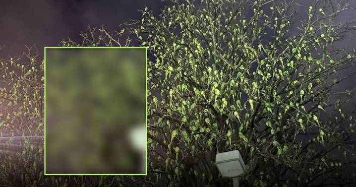 No creerás de lo que está lleno este árbol: ¡no son hojas!